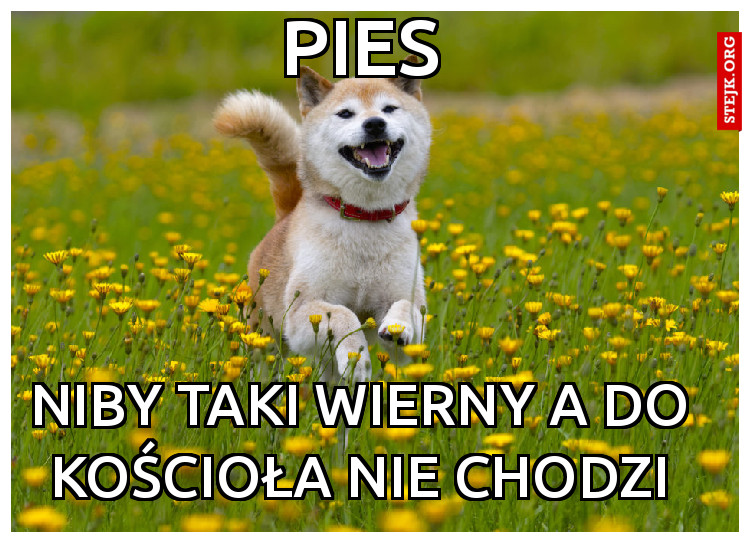 Pies