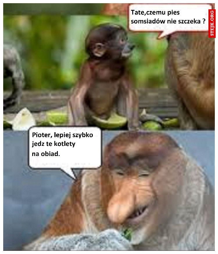 Janusz na obiedzie