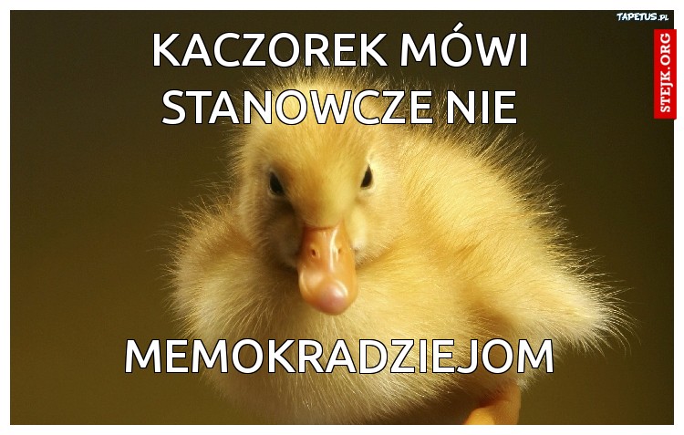 Kaczorek mówi stanowcze nie