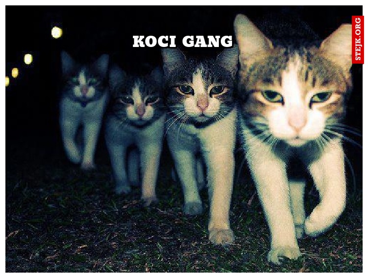 Koci gang
