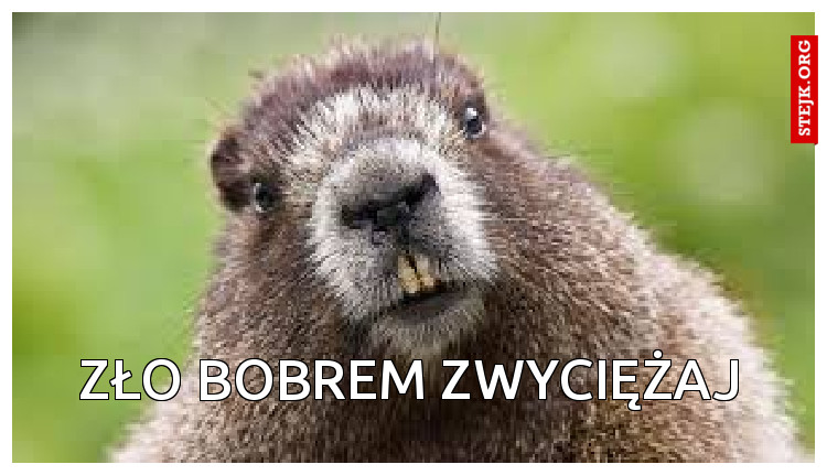ZŁO BOBREM ZWYCIĘŻAJ
